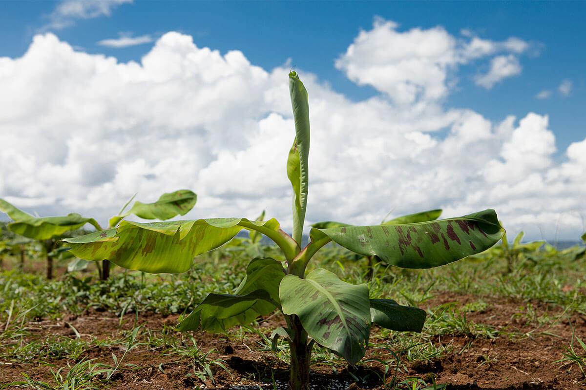 400 million people in 135 countries rely on the banana industry.